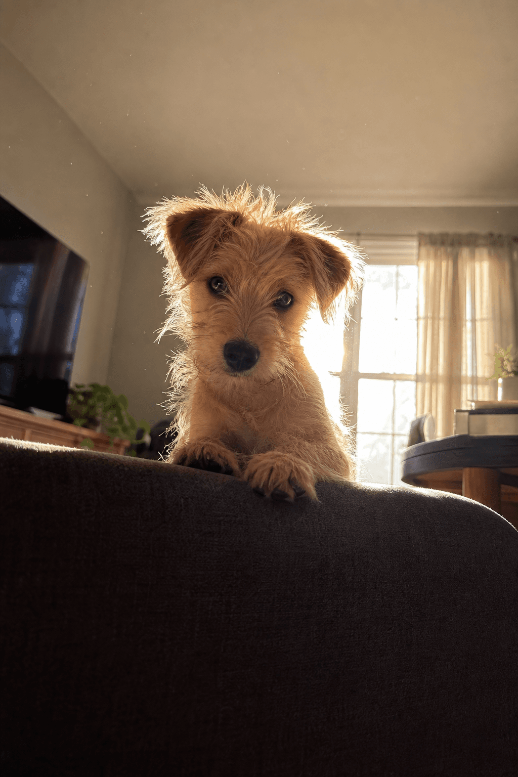 Pet as the Protagonist